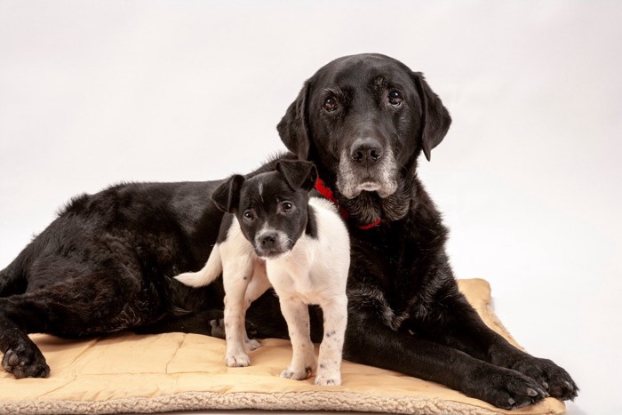 黒いラブラドールレトリバーと子犬