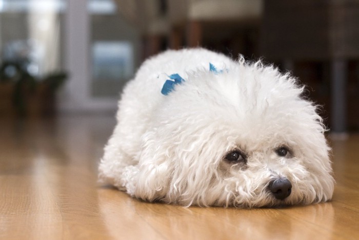 床にうつ伏せになる犬