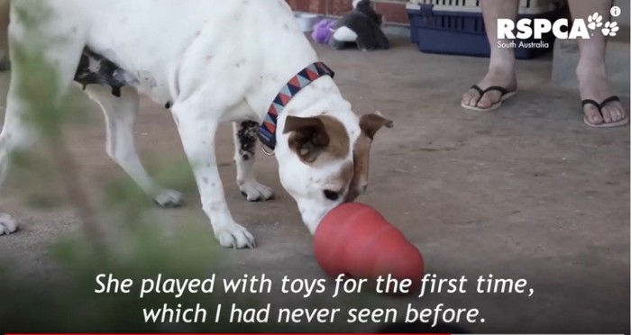 おもちゃで遊ぶ犬