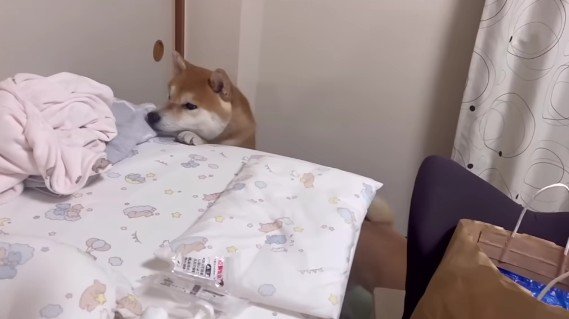 わらびちゃんも不安気…