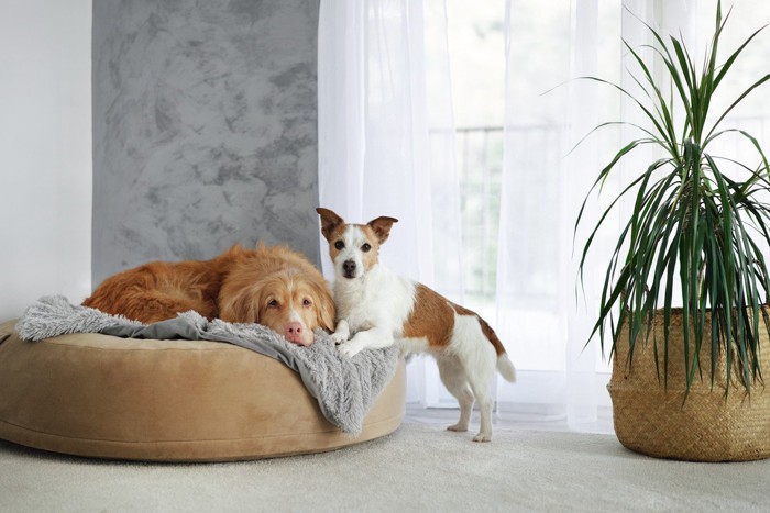 犬と観葉植物