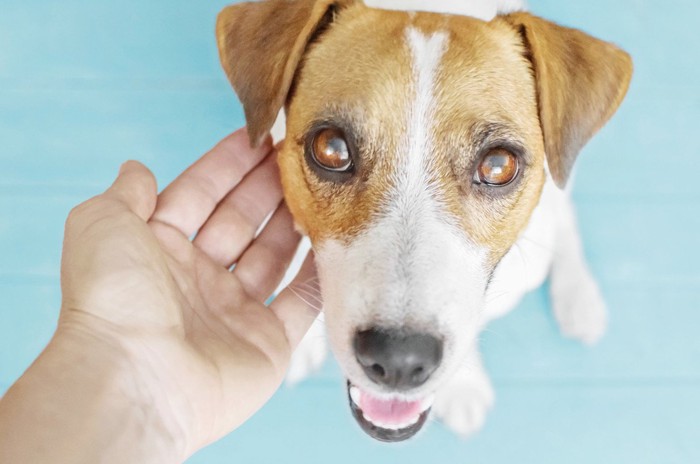 ニンゲンの手と見上げる犬