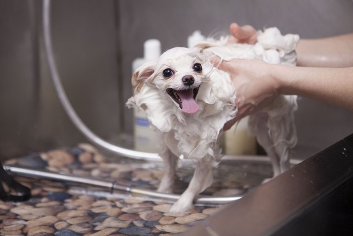 シャンプー中の犬