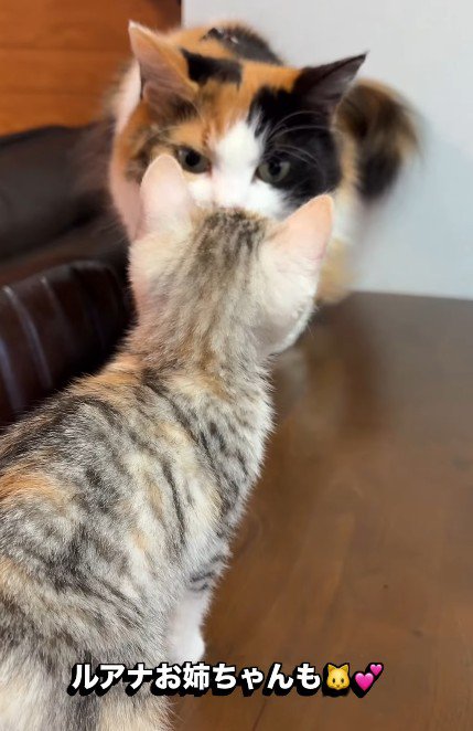 先輩猫とも仲良し♡