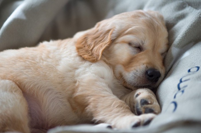 眠っている子犬