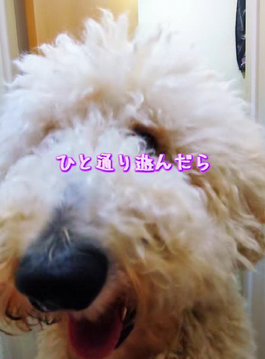 今度は遊び始めた！！