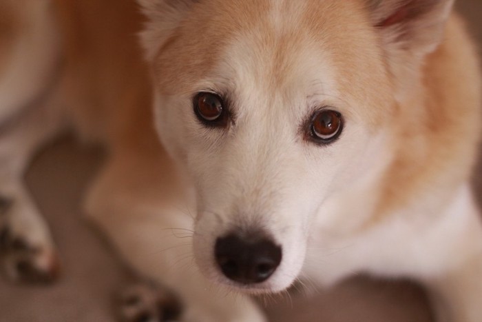 見つめる犬のアップ