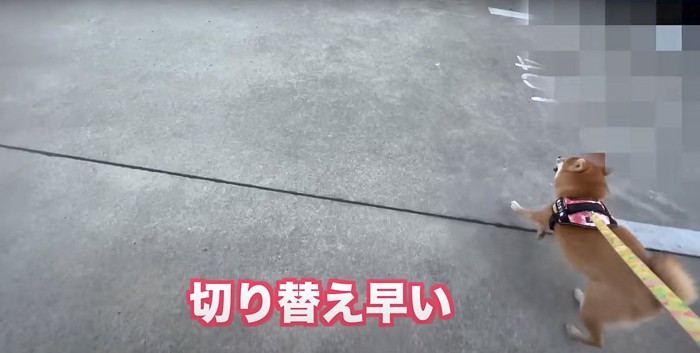 駐車場を走る柴犬