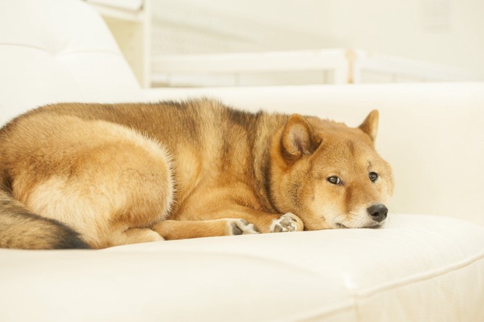 ソファーの上の柴犬