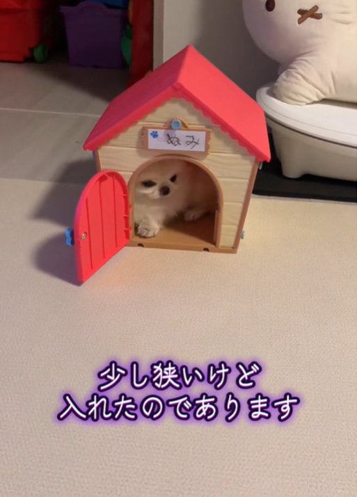 家に入る犬2
