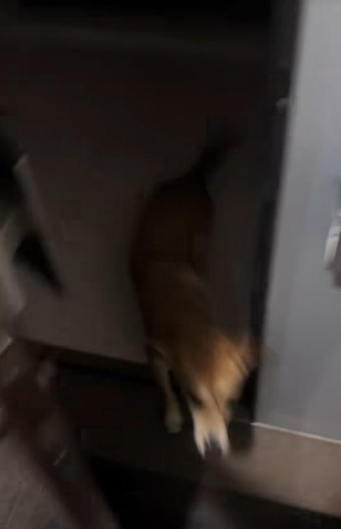 飛び出してくる保護犬