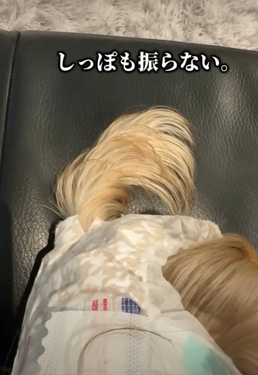 犬の尻尾