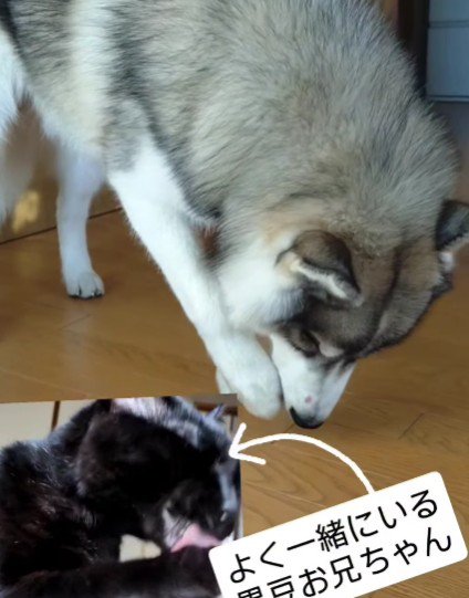 猫先輩からの直伝です♡