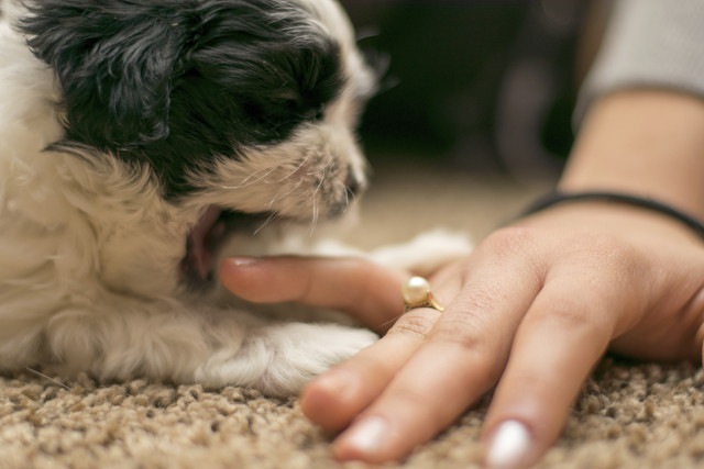 歯を痒がっている犬