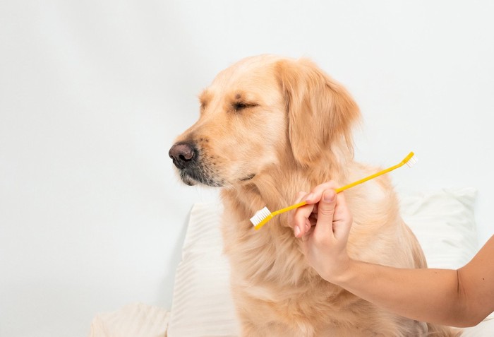 歯ブラシから目をそむける犬