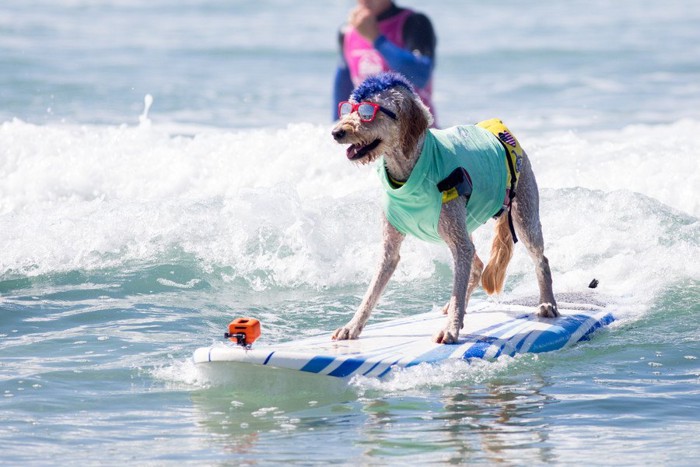 青いモヒカンのサーフィンする犬