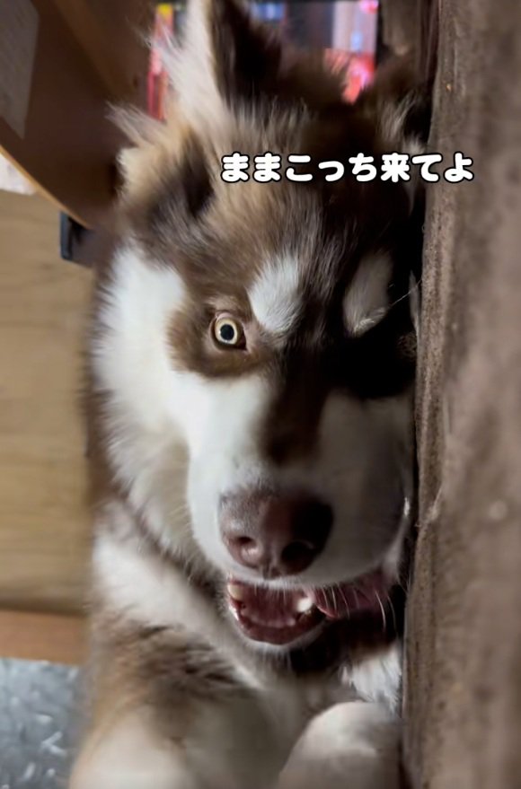 ママを呼ぶ琥珀くん