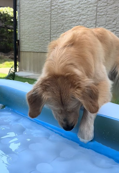 水遊びをする大型犬