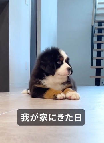 床に伏せる赤ちゃん犬