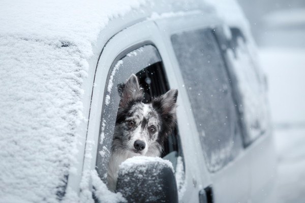 雪が積もった車の窓から顔を出す犬