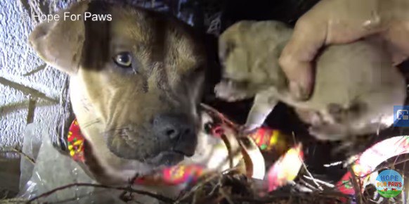 子犬を取り上げる