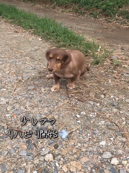 後ろ足を引きずるワンコ
