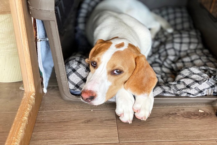 ぐったりする犬