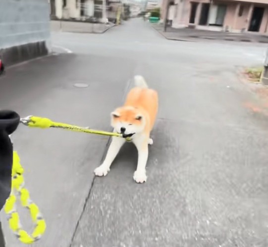 引きずられる秋田犬3