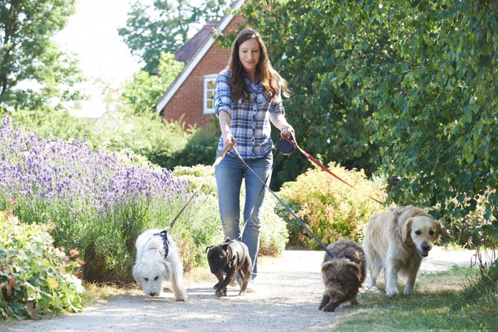 犬の散歩をする女性