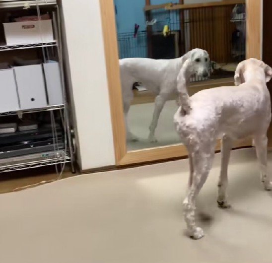 「毛がないじゃない…！！」