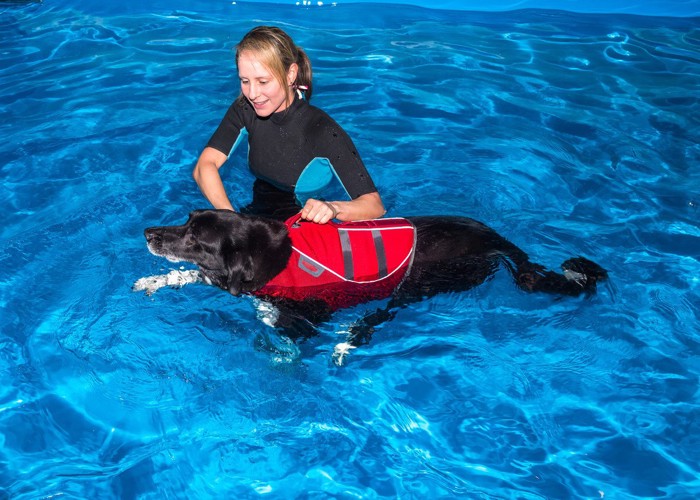 水泳トレーニング中の大型犬