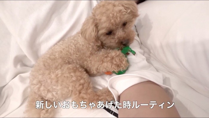 鳥のおもちゃを噛む犬