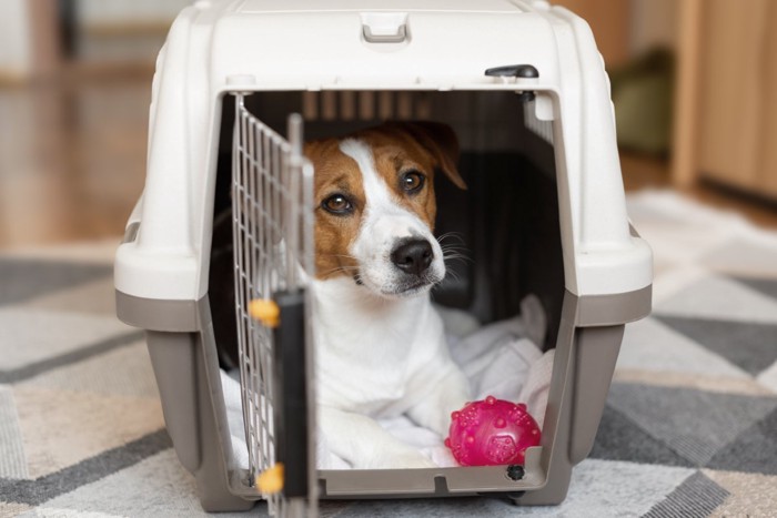 クレートに入る犬