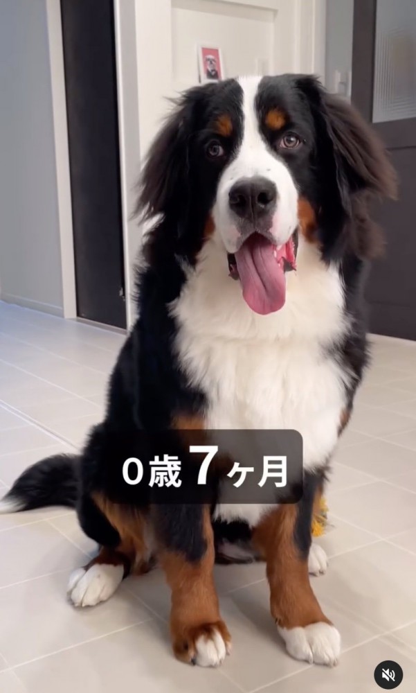 笑顔の超大型犬