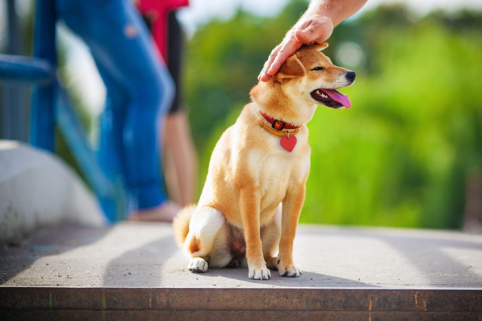 飼い主になでられて嬉しそうな赤色の柴犬