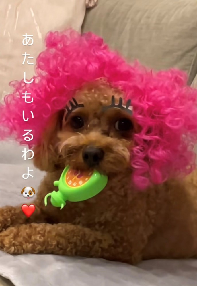 ピンクのアフロを付けておもちゃをくわえる犬