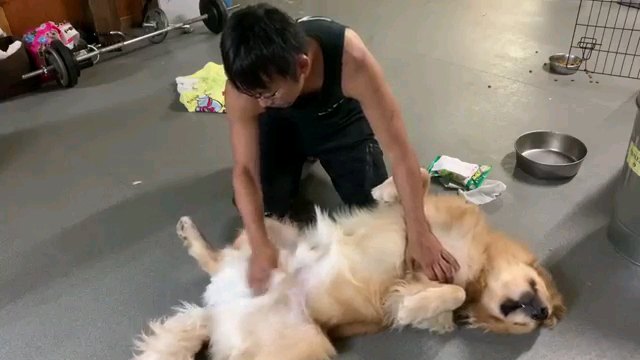 ヘソ天する犬