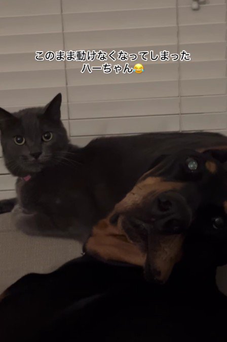 首の角度がおかしい…!