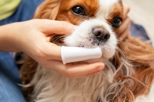 指サックで歯を磨く犬