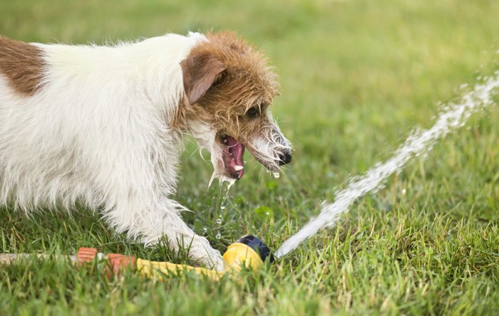 水遊びをする犬