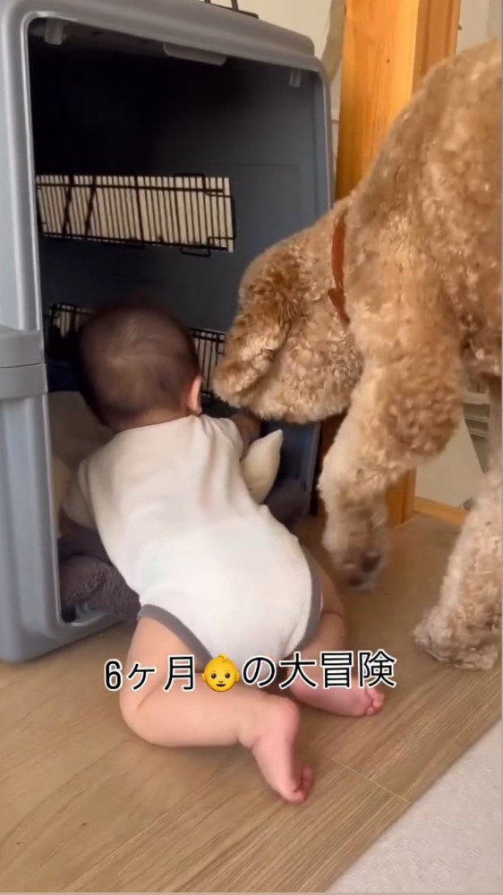 クレートの中に入ろうとする赤ちゃんに顔を近づける犬