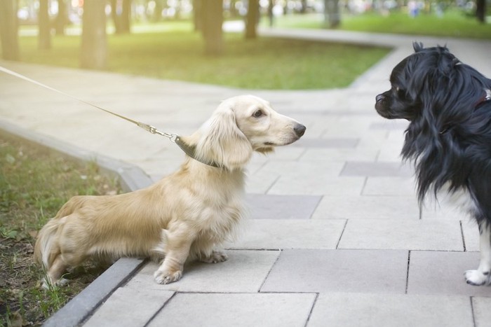 散歩中に出会って挨拶する2匹の犬