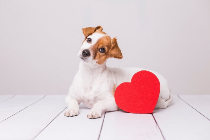 首を傾げる犬と♡