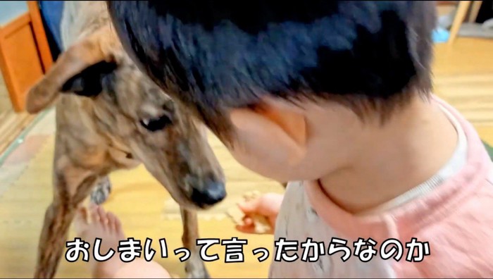 犬におやつを食べさせる赤ちゃん