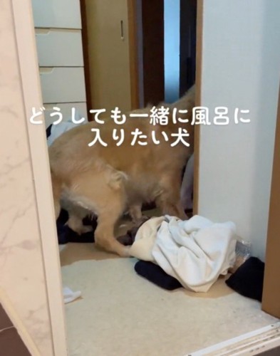 家族に誘導されて脱衣所から渋々と出て行く犬