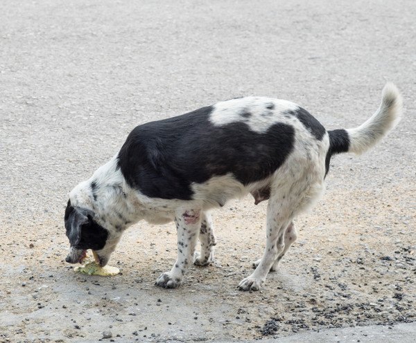 吐いてしまう犬