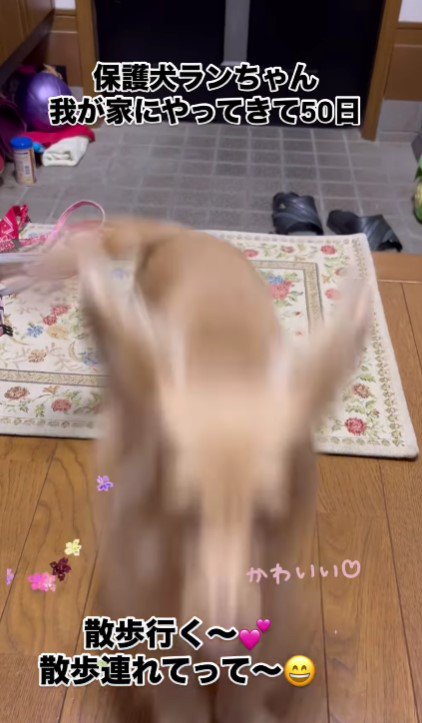 飼い主さんに突撃！