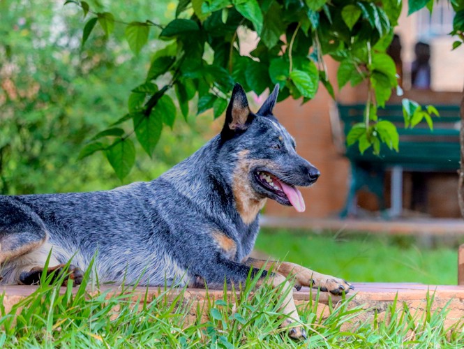 庭でくつろぐオーストラリアンキャトルドッグ