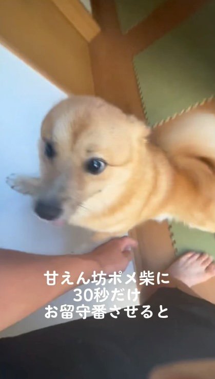 飼い主に飛びつこうとする犬