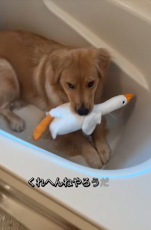 浴槽の中の大型犬